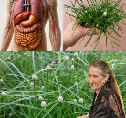 Kyllinga Brevifolia: Nature’s Hidden Healer You’ll Wish You Knew Sooner Kyllinga Brevifolia: Nature’s Hidden Healer You’ll Wish You Knew Sooner
