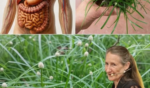 Kyllinga Brevifolia: Nature’s Hidden Healer You’ll Wish You Knew Sooner Kyllinga Brevifolia: Nature’s Hidden Healer You’ll Wish You Knew Sooner