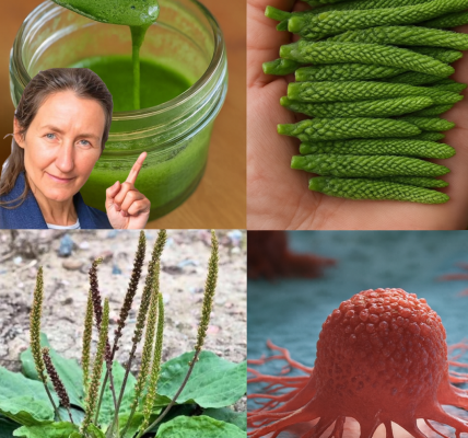 🌱 Nature’s Hidden Healer: Why Plantago Major Is the Miracle Growing at Your Feet 🌱 Nature’s Hidden Healer: Why Plantago Major Is the Miracle Growing at Your Feet