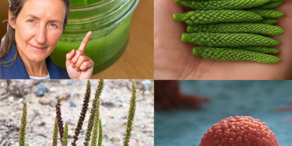 🌱 Nature’s Hidden Healer: Why Plantago Major Is the Miracle Growing at Your Feet