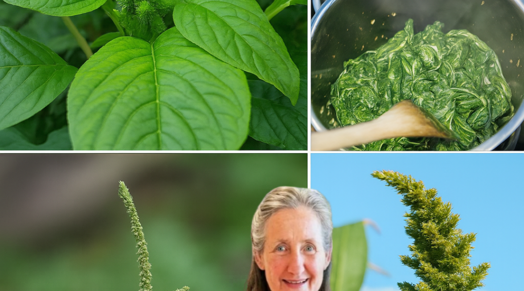 🌿 Unlock the Hidden Power of Pigweed: 10 Life-Changing Benefits You Need to Know! 🌿 Unlock the Hidden Power of Pigweed: 10 Life-Changing Benefits You Need to Know!