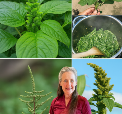 🌿 Unlock the Hidden Power of Pigweed: 10 Life-Changing Benefits You Need to Know! 🌿 Unlock the Hidden Power of Pigweed: 10 Life-Changing Benefits You Need to Know!