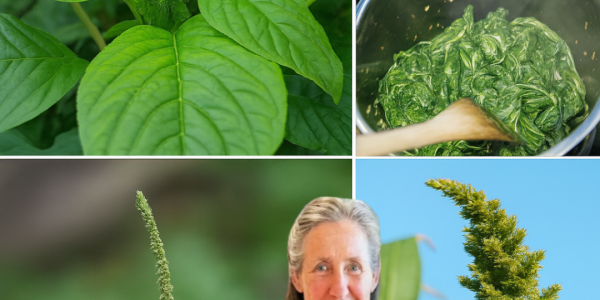 🌿 Unlock the Hidden Power of Pigweed: 10 Life-Changing Benefits You Need to Know! 🌿 Unlock the Hidden Power of Pigweed: 10 Life-Changing Benefits You Need to Know!