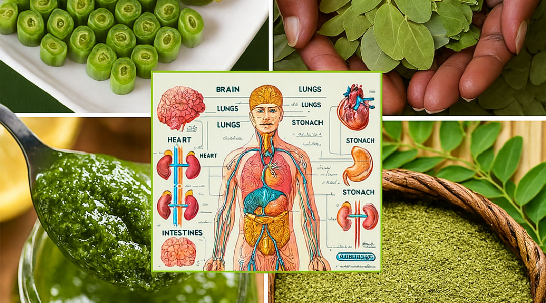 The Miracle of Moringa: Unlock Nature’s Secret to Vibrant Health The Miracle of Moringa: Unlock Nature’s Secret to Vibrant Health