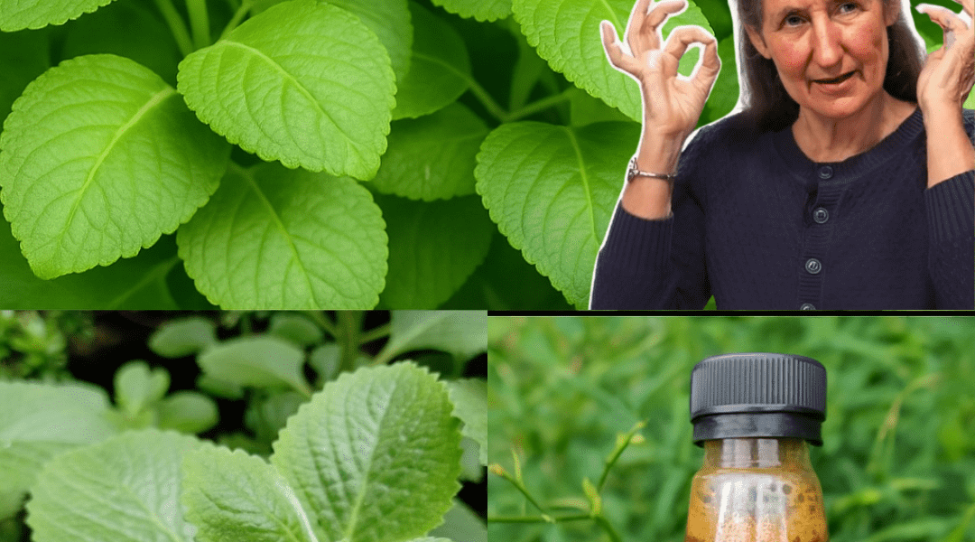 🌿 Oregano: The Golden Herb That Transforms Your Eye Health 🌿 Oregano: The Golden Herb That Transforms Your Eye Health