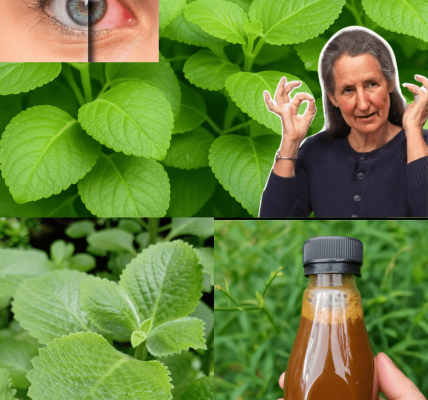 🌿 Oregano: The Golden Herb That Transforms Your Eye Health 🌿 Oregano: The Golden Herb That Transforms Your Eye Health