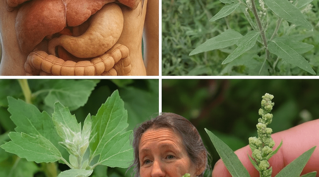 đż Discover the Secret Superfood Hiding in Your Backyard: The Astonishing Power of Lambâs Quarters đż Discover the Secret Superfood Hiding in Your Backyard: The Astonishing Power of Lambâs Quarters