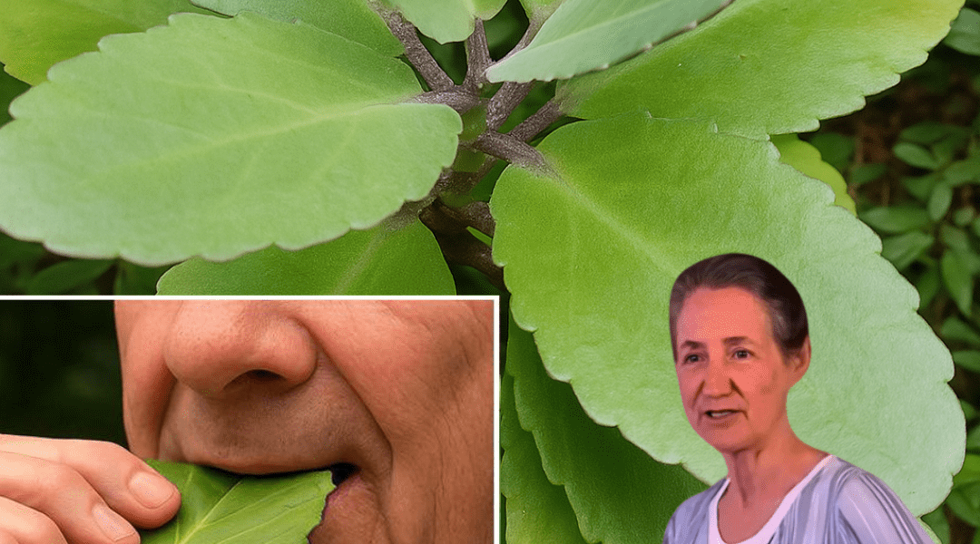 🌿 Miracle Leaf Revealed: The Healing Power of Leaf of Life in Your Backyard 🌿 Miracle Leaf Revealed: The Healing Power of Leaf of Life in Your Backyard