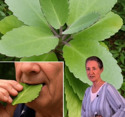 🌿 Miracle Leaf Revealed: The Healing Power of Leaf of Life in Your Backyard
