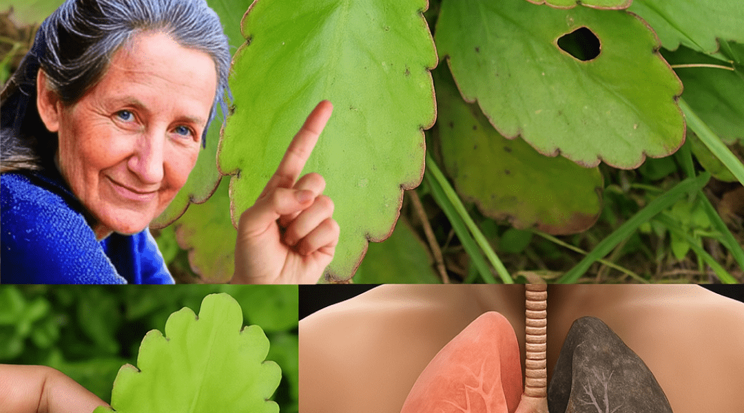 🌱 Miracle Leaf Unveiled: The Healing Power of Leaf of Life Growing in Your Backyard 🌱 Miracle Leaf Unveiled: The Healing Power of Leaf of Life Growing in Your Backyard