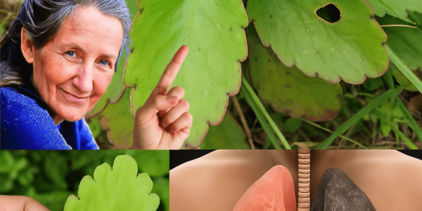 ๐ฑ Miracle Leaf Unveiled: The Healing Power of Leaf of Life Growing in Your Backyard ๐ฑ Miracle Leaf Unveiled: The Healing Power of Leaf of Life Growing in Your Backyard
