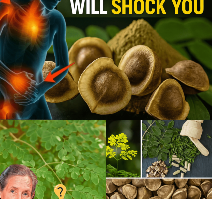 🌿 Unlock the Hidden Power of Moringa Seeds: 12 Life-Changing Benefits You Need to Know 🌿 Unlock the Hidden Power of Moringa Seeds: 12 Life-Changing Benefits You Need to Know