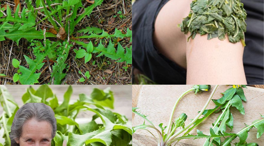 The Dandelion’s Secret Superpowers: Why This “Weed” Is Nature’s Ultimate Gift! 🌼