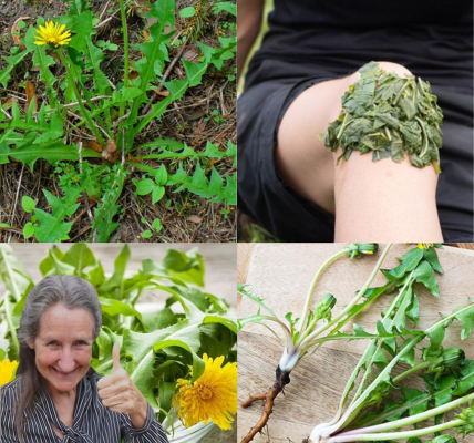 The Dandelion’s Secret Superpowers: Why This “Weed” Is Nature’s Ultimate Gift! 🌼 The Dandelion’s Secret Superpowers: Why This “Weed” Is Nature’s Ultimate Gift! 🌼