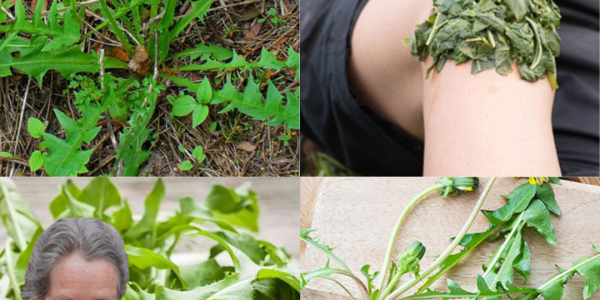 The Dandelion’s Secret Superpowers: Why This “Weed” Is Nature’s Ultimate Gift! 🌼