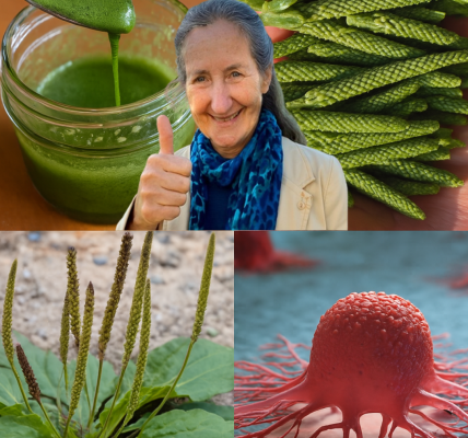 🌿 Unlock the Hidden Magic of Broadleaf Plantain: Nature’s Secret Superfood and Healer 🌿 Unlock the Hidden Magic of Broadleaf Plantain: Nature’s Secret Superfood and Healer