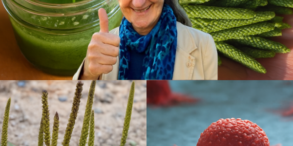 🌿 Unlock the Hidden Magic of Broadleaf Plantain: Nature’s Secret Superfood and Healer