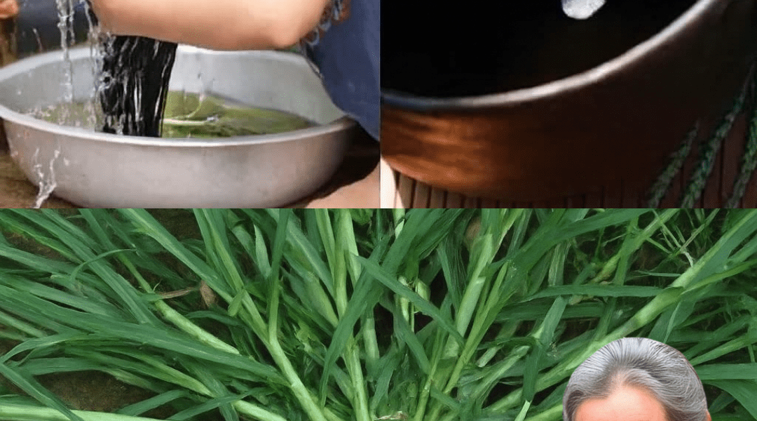 🌱 Crabgrass: The Misunderstood “Weed” That’s Secretly a Health Superstar 🌱 Crabgrass: The Misunderstood “Weed” That’s Secretly a Health Superstar