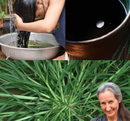 🌱 Crabgrass: The Misunderstood “Weed” That’s Secretly a Health Superstar 🌱 Crabgrass: The Misunderstood “Weed” That’s Secretly a Health Superstar