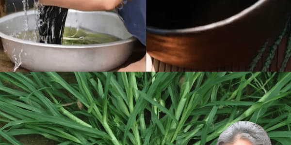 🌱 Crabgrass: The Misunderstood “Weed” That’s Secretly a Health Superstar