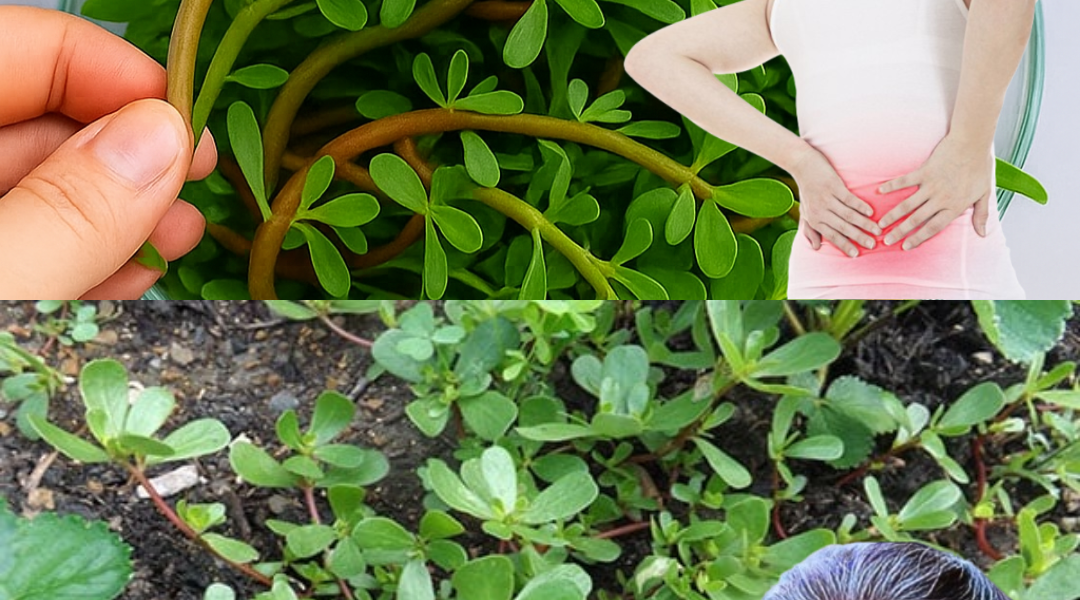 šæ Purslane: The Secret Superfood Youāre Probably Ignoring šæ Purslane: The Secret Superfood Youāre Probably Ignoring
