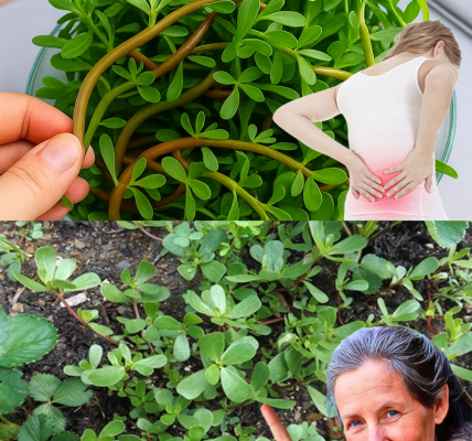 đż Purslane: The Secret Superfood Youâre Probably Ignoring đż Purslane: The Secret Superfood Youâre Probably Ignoring