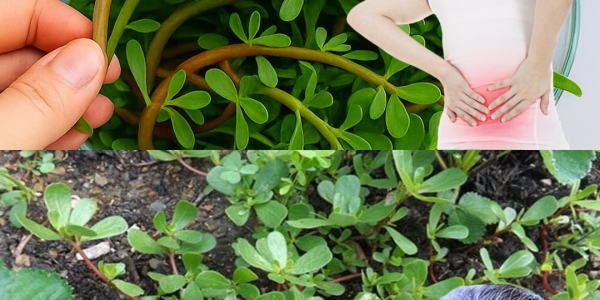 🌿 Purslane: The Secret Superfood You’re Probably Ignoring