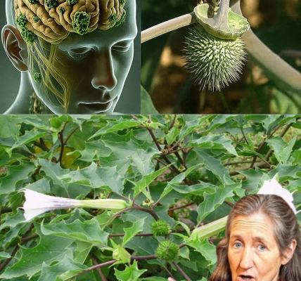 🌙 The Lethal Whisper of Datura Stramonium: Beauty That Kills 🌙 The Lethal Whisper of Datura Stramonium: Beauty That Kills
