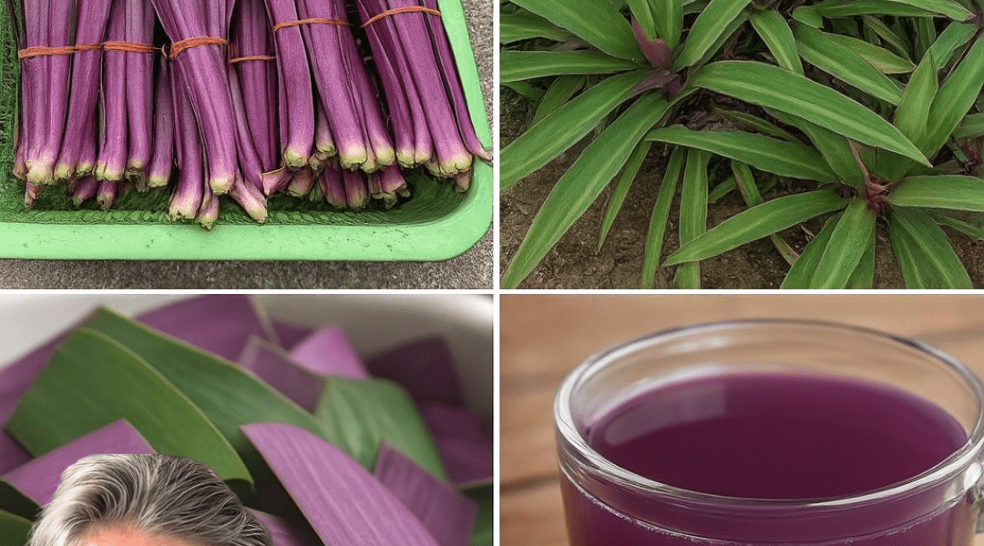 đż The Purple Maguey: Natureâs Hidden Treasure for Health and Heritage đż The Purple Maguey: Natureâs Hidden Treasure for Health and Heritage