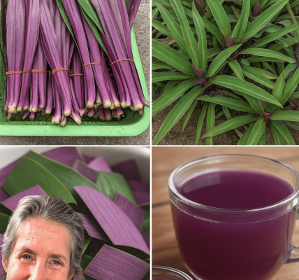 šæ The Purple Maguey: Natureās Hidden Treasure for Health and Heritage šæ The Purple Maguey: Natureās Hidden Treasure for Health and Heritage