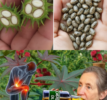 7 Incredible Benefits of Castor Oil You Need to Know 7 Incredible Benefits of Castor Oil You Need to Know