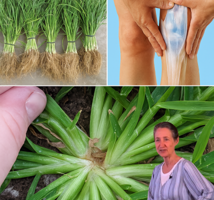 Unlock the Power of Goosegrass: 8 Must-Know Health Benefits and Uses Unlock the Power of Goosegrass: 8 Must-Know Health Benefits and Uses