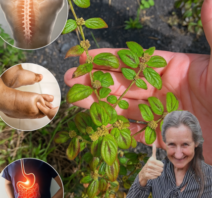 🌿 Unlock the Healing Secrets of Euphorbia Hirta: 9 Powerful Health Benefits You Need to Know 🌿 Unlock the Healing Secrets of Euphorbia Hirta: 9 Powerful Health Benefits You Need to Know