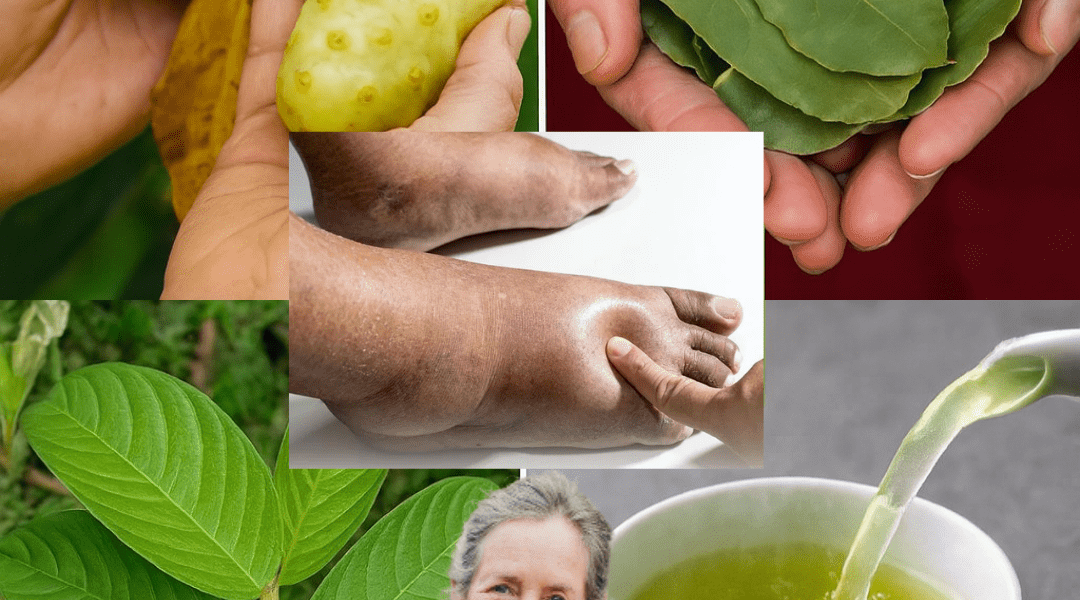 🌿 Unlock the Hidden Power: How Guava Leaves, Noni Fruit, and Bay Leaves Could Transform Your Health 🌿 Unlock the Hidden Power: How Guava Leaves, Noni Fruit, and Bay Leaves Could Transform Your Health