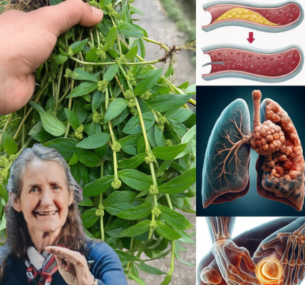 Euphorbia Hirta: 9 Astonishing Health Benefits of Natureâs Hidden Healer đż Euphorbia Hirta: 9 Astonishing Health Benefits of Natureâs Hidden Healer đż