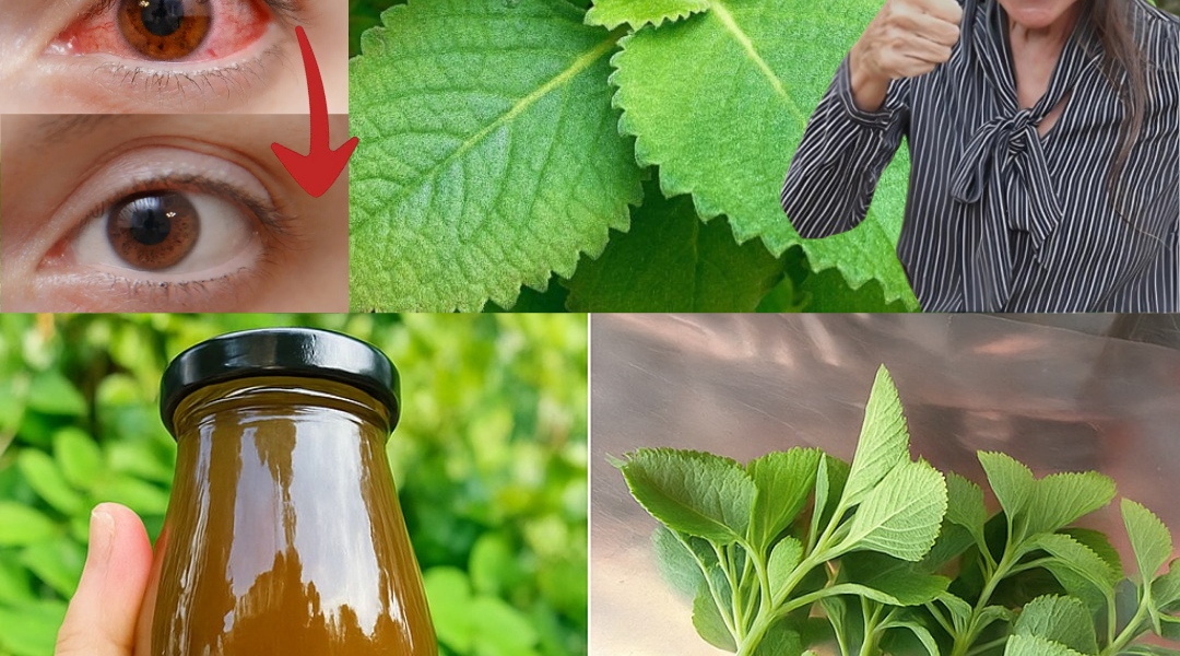 Oregano Unleashed: 18 Irresistible Reasons This Herb Is Your Ultimate Wellness Weapon Oregano Unleashed: 18 Irresistible Reasons This Herb Is Your Ultimate Wellness Weapon