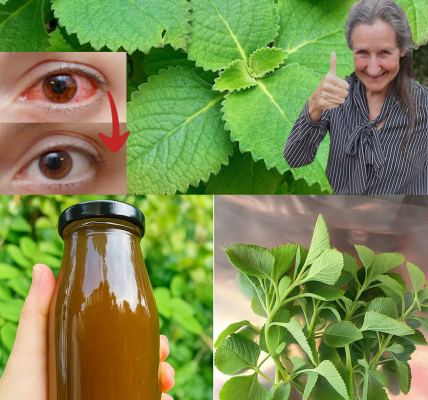 Oregano Unleashed: 18 Irresistible Reasons This Herb Is Your Ultimate Wellness Weapon Oregano Unleashed: 18 Irresistible Reasons This Herb Is Your Ultimate Wellness Weapon