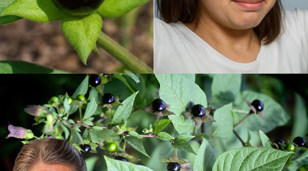 Deadly Nightshade Unveiled: Is This Mysterious Plant a Poison or a Cure? Deadly Nightshade Unveiled: Is This Mysterious Plant a Poison or a Cure?