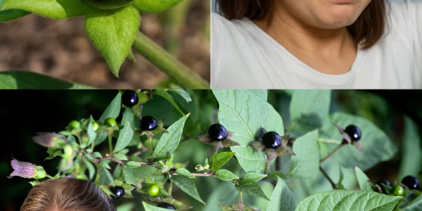 Deadly Nightshade Unveiled: Is This Mysterious Plant a Poison or a Cure? Deadly Nightshade Unveiled: Is This Mysterious Plant a Poison or a Cure?