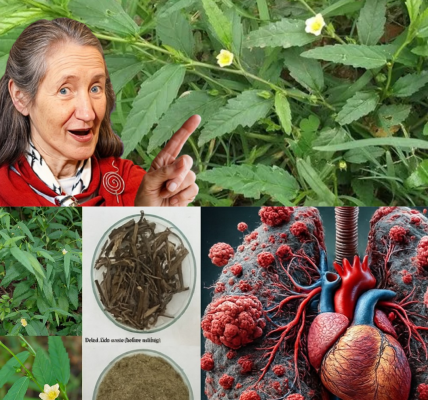 🌱 Sida Acuta: The Hidden Healer in Your Backyard Waiting to Transform Your Health 🌱 Sida Acuta: The Hidden Healer in Your Backyard Waiting to Transform Your Health