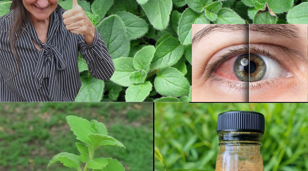 šæ Oregano Unleashed: 7 Mind-Blowing Reasons This Herb Belongs in Every Home šæ Oregano Unleashed: 7 Mind-Blowing Reasons This Herb Belongs in Every Home