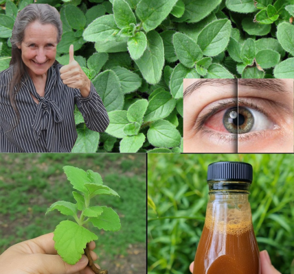 🌿 Oregano Unleashed: 7 Mind-Blowing Reasons This Herb Belongs in Every Home 🌿 Oregano Unleashed: 7 Mind-Blowing Reasons This Herb Belongs in Every Home