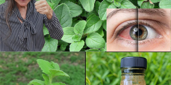 🌿 Oregano Unleashed: 7 Mind-Blowing Reasons This Herb Belongs in Every Home