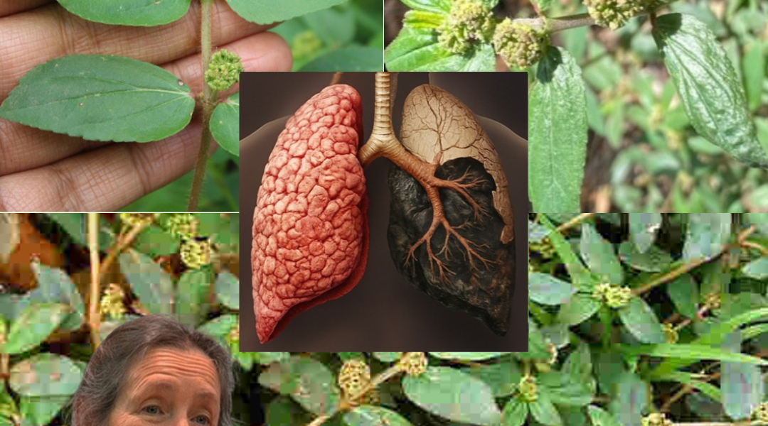 🌿 Euphorbia Hirta Unveiled: Nature’s Secret Weapon for Unstoppable Health