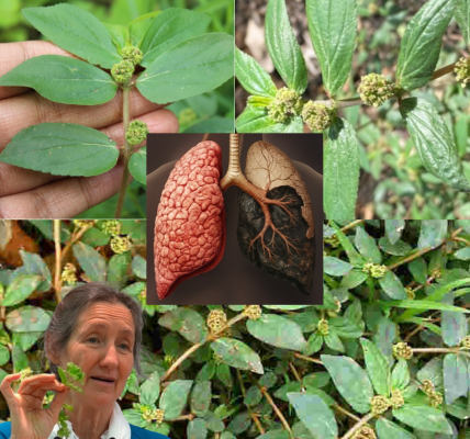 🌿 Euphorbia Hirta Unveiled: Nature’s Secret Weapon for Unstoppable Health