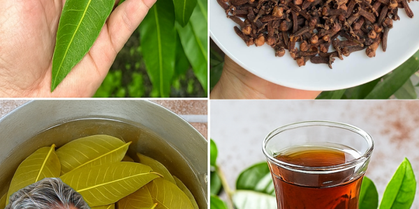 Unlock the Hidden Elixir: Why Mango Leaf and Clove Tea Could Be Your Body’s Best-Kept Secret Unlock the Hidden Elixir: Why Mango Leaf and Clove Tea Could Be Your Body’s Best-Kept Secret