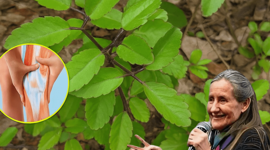 Unlock the Hidden Powers of the Miracle Leaf: Kalanchoe Pinnata’s Life-Changing Benefits That Could Transform Your Health – Are You Ready to Discover Them? Unlock the Hidden Powers of the Miracle Leaf: Kalanchoe Pinnata’s Life-Changing Benefits That Could Transform Your Health – Are You Ready to Discover Them?