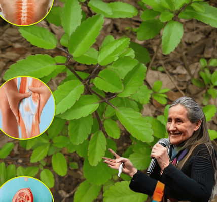 Unlock the Hidden Powers of the Miracle Leaf: Kalanchoe Pinnata’s Life-Changing Benefits That Could Transform Your Health – Are You Ready to Discover Them? Unlock the Hidden Powers of the Miracle Leaf: Kalanchoe Pinnata’s Life-Changing Benefits That Could Transform Your Health – Are You Ready to Discover Them?