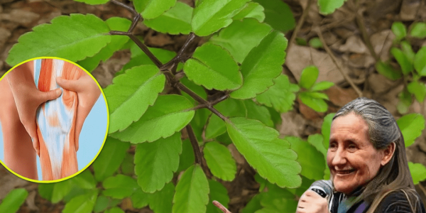 Unlock the Hidden Powers of the Miracle Leaf: Kalanchoe Pinnata’s Life-Changing Benefits That Could Transform Your Health – Are You Ready to Discover Them? Unlock the Hidden Powers of the Miracle Leaf: Kalanchoe Pinnata’s Life-Changing Benefits That Could Transform Your Health – Are You Ready to Discover Them?