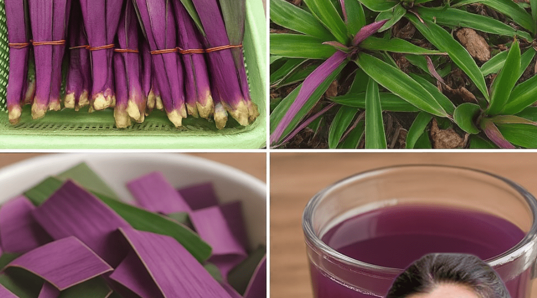 Unlock the Hidden Powers of the Purple Maguey: Nature’s Purple Elixir That Could Transform Your Health and Heritage Unlock the Hidden Powers of the Purple Maguey: Nature’s Purple Elixir That Could Transform Your Health and Heritage